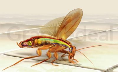 The cockroach - Science&Vie Junior