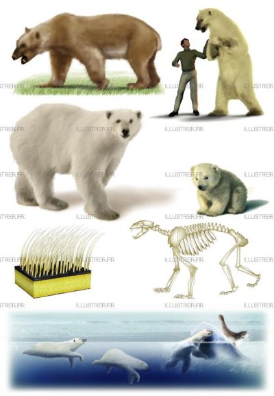 Éditions Atlas – Bears