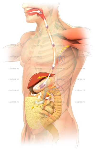 Pour la Science magazine. The bolus.