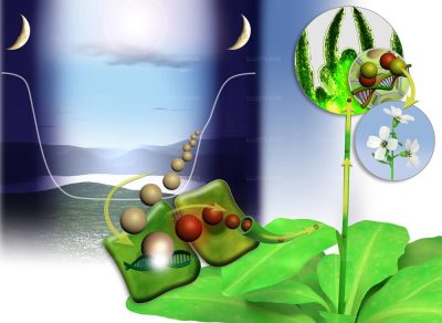 Pour la Science magazine. The mechanism of flowering 2