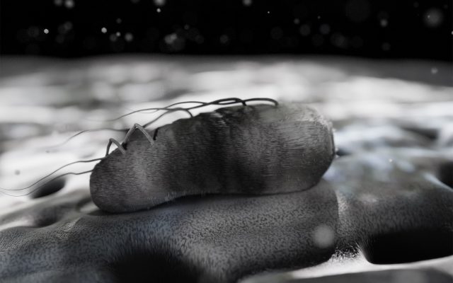 Scientific Imaging: An Illustration of Reality to Interpret