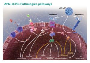 Ciloa - APN-sEV & Pathologies pathways