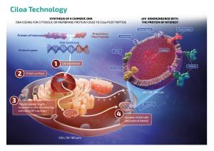 Ciloa Technology- Synthesis of a chimeric DNA