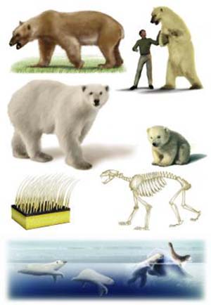Editions Atlas - Les Ours