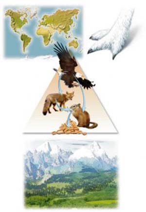 Editions Atlas - Les animaux des montagnes