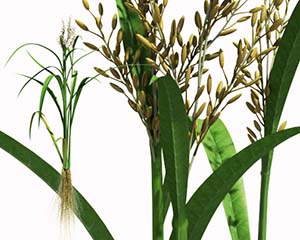 Science & Vie Junior. Un plant de riz résistant