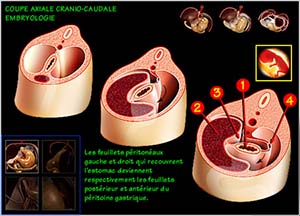 chirurgie digestives embryologie