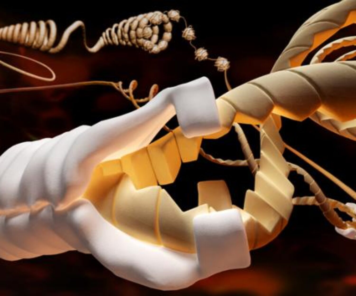 Des enzymes pour reconstruire l'ADN