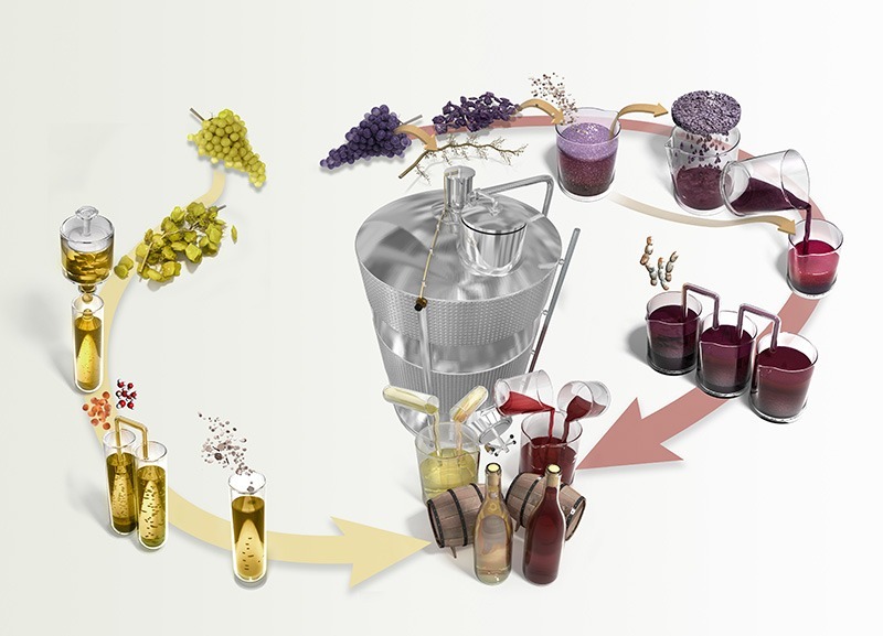 illustration scientifique sur la fabrication du vin