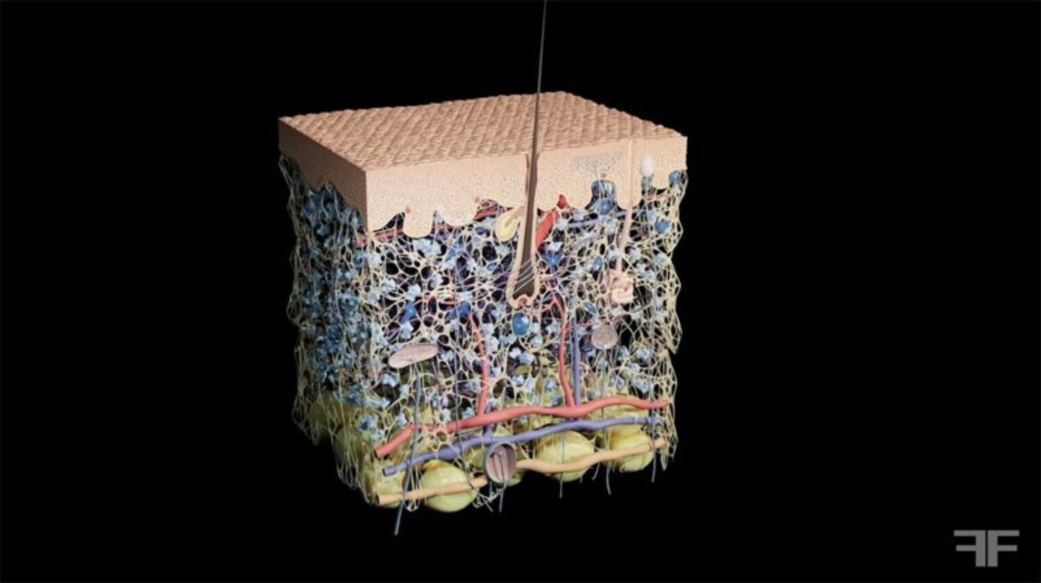 Film d'animation médical sur l'anatomie de la peau