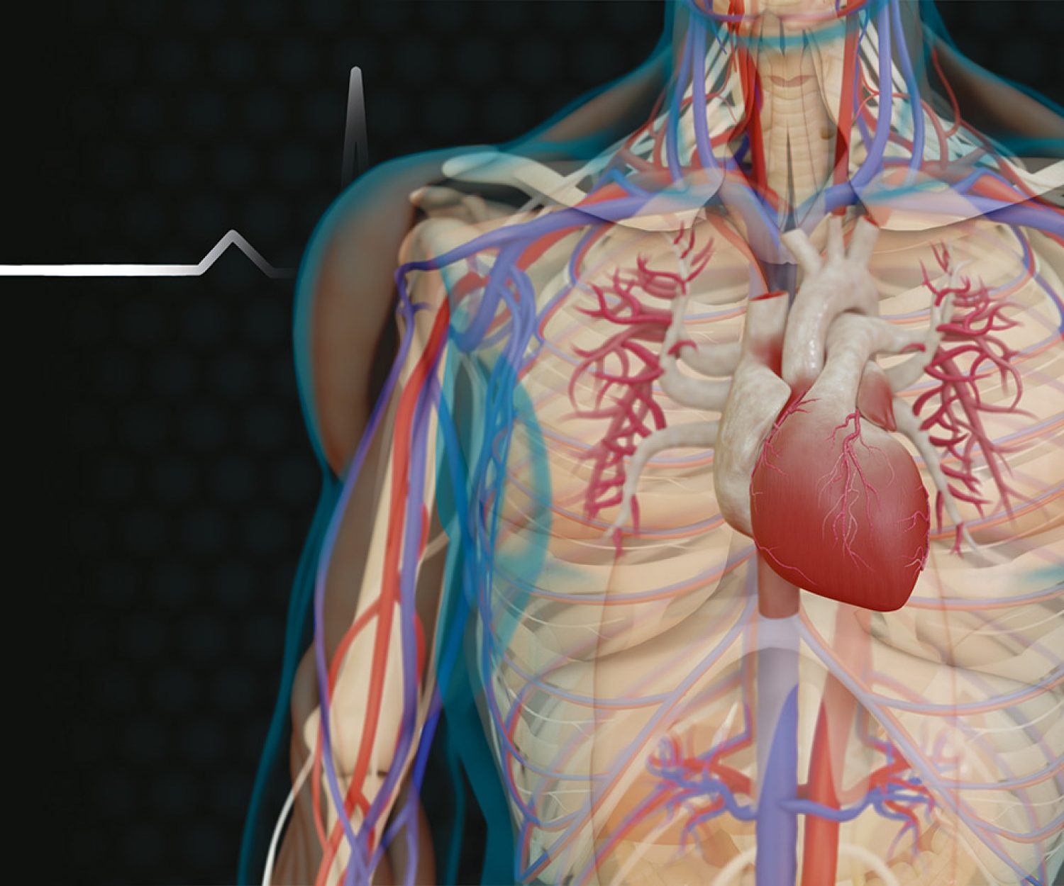 Illustrateur scientifique