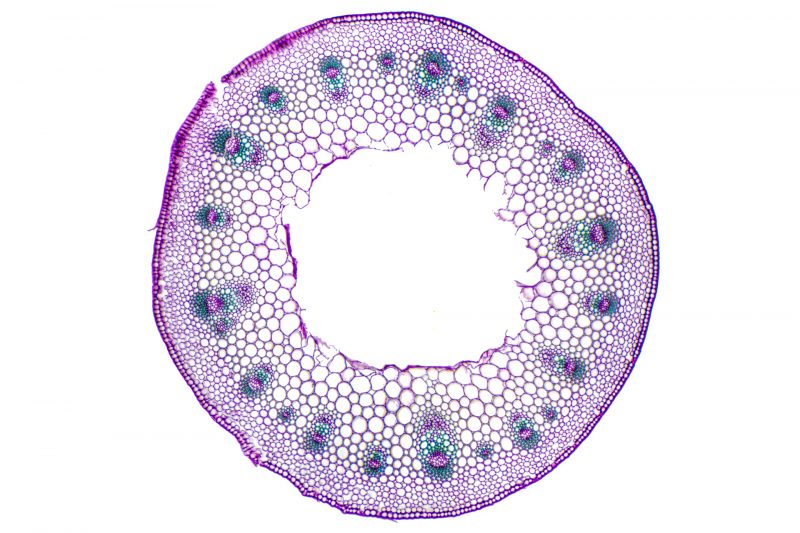 Photographie d’une coupe colorée des tissus végétaux d'une tige de dicotylédone primaire observée au microscope. X 10