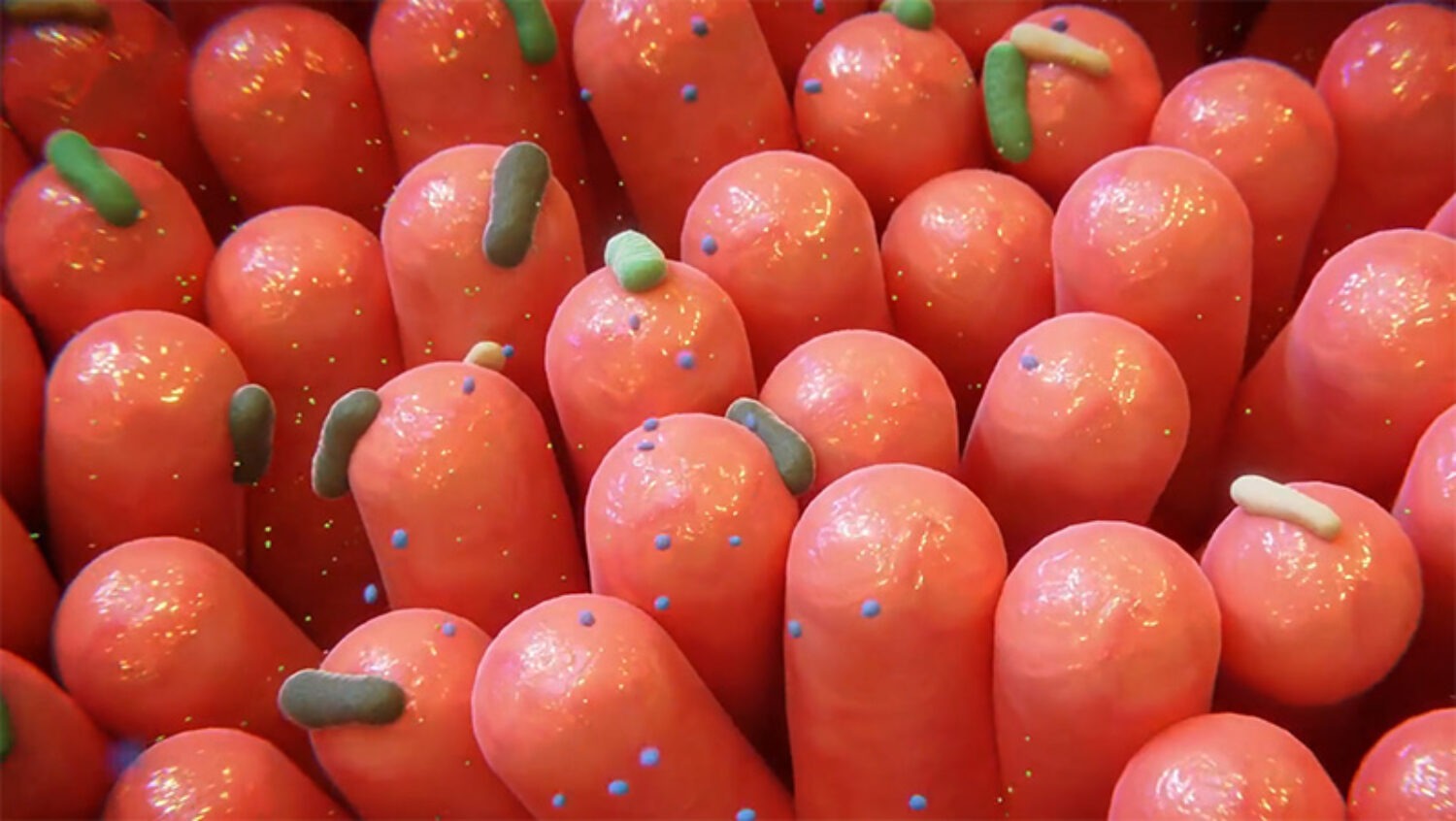 Film d'animation médical sur le mode d’action sur le microbiote