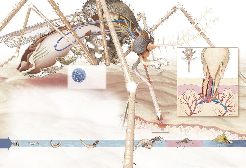 illustration scientifique Réalisée pour Science & Vie